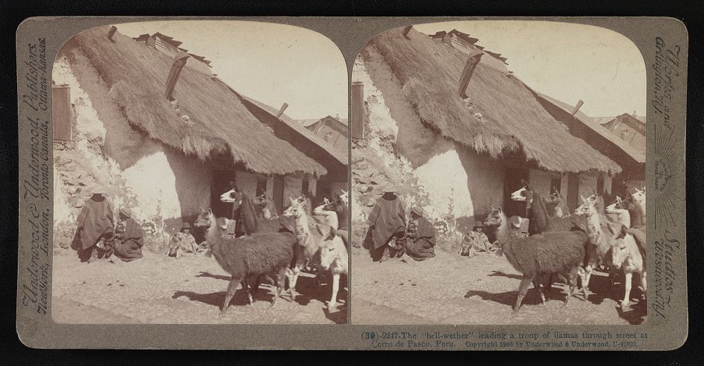 A bell-wether leading a troop of llamas through a street in Cerro de Pasco, Peru. Stereograph photograph.