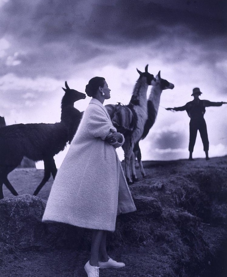 A fashion model with llamas in Cusco, Peru, photographed in November 1951 in black and white.