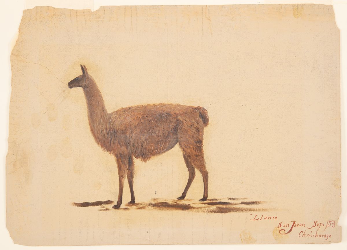 Figure sketch of a llama in left profile, cloaked in shaggy light brown fur with a minimally rendered shadow below, drawn in oil and graphite on brown wove paper, San Juan, Ecuador, September 1853