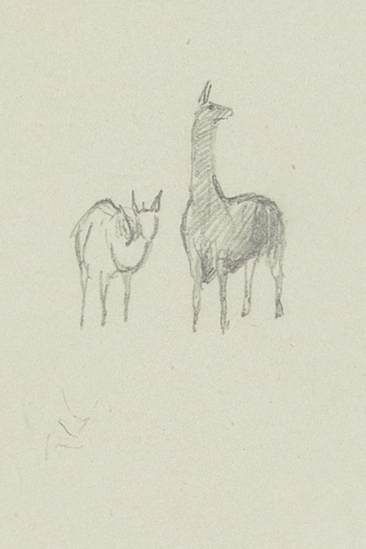 Graphite sketch of two llamas standing together, one smaller with head lowered and one taller with long neck raised, drawn in pencil on gray-green wove paper, detail from a field study near Chimborazo, Ecuador, 1853