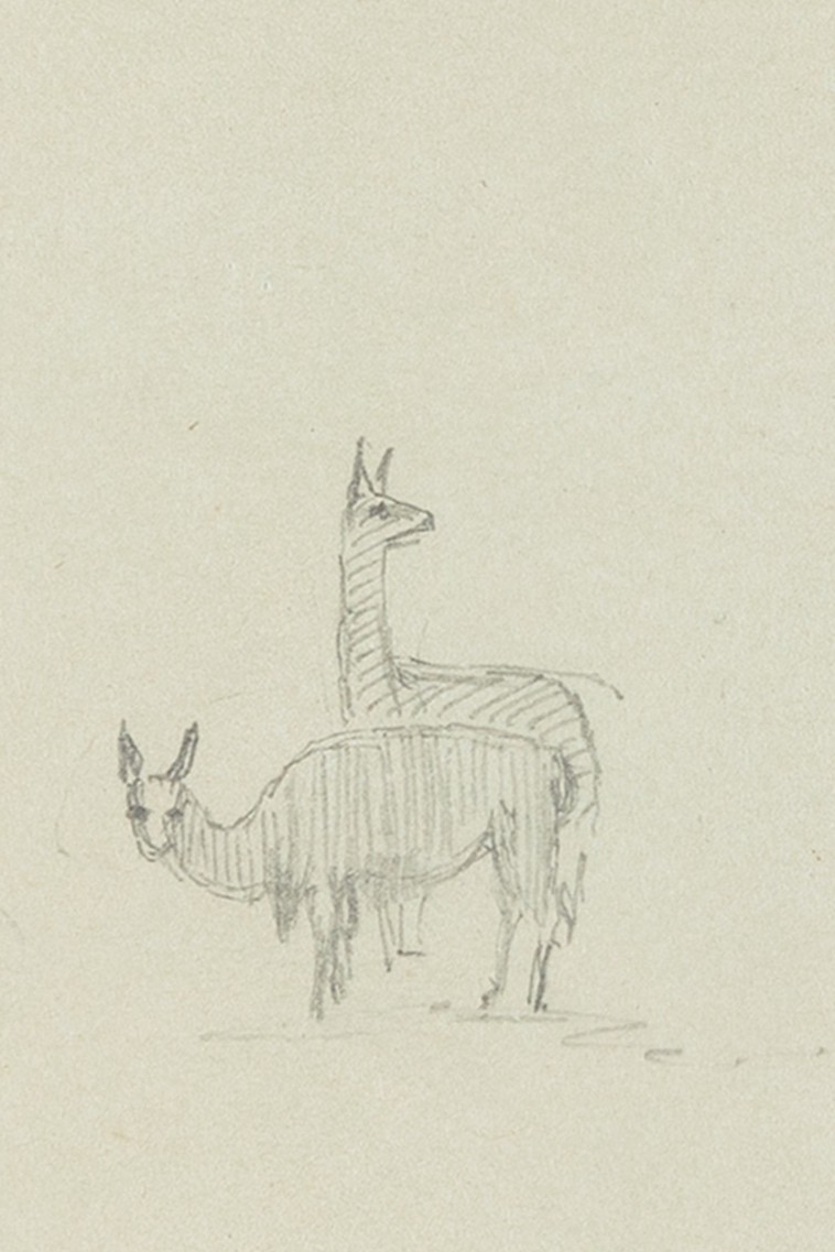 Graphite sketch of llamas by Frederic Edwin Church, 1853, public domain art reference