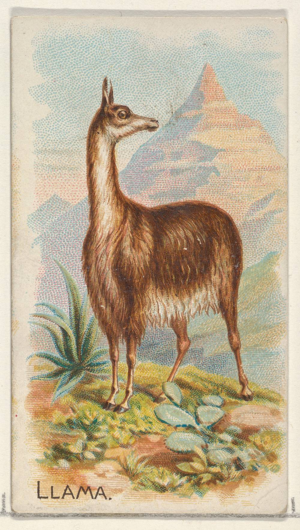 Commercial color lithograph trade card depicting a llama, from the Quadrupeds series issued in 1890 to promote Allen & Ginter brand cigarettes.