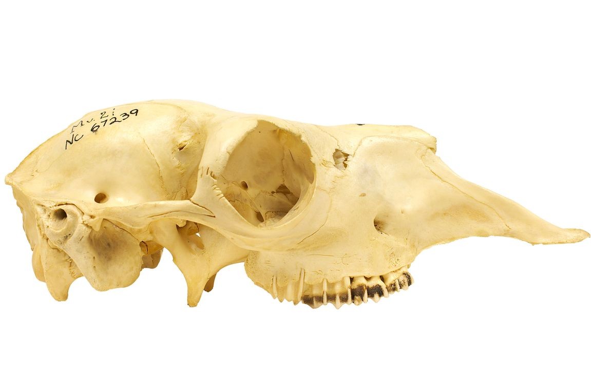 A female Lama glama (llama) skull, collected from the Baltimore Zoo, Maryland, part of the Smithsonian's Education and Outreach collection in vertebrate zoology.