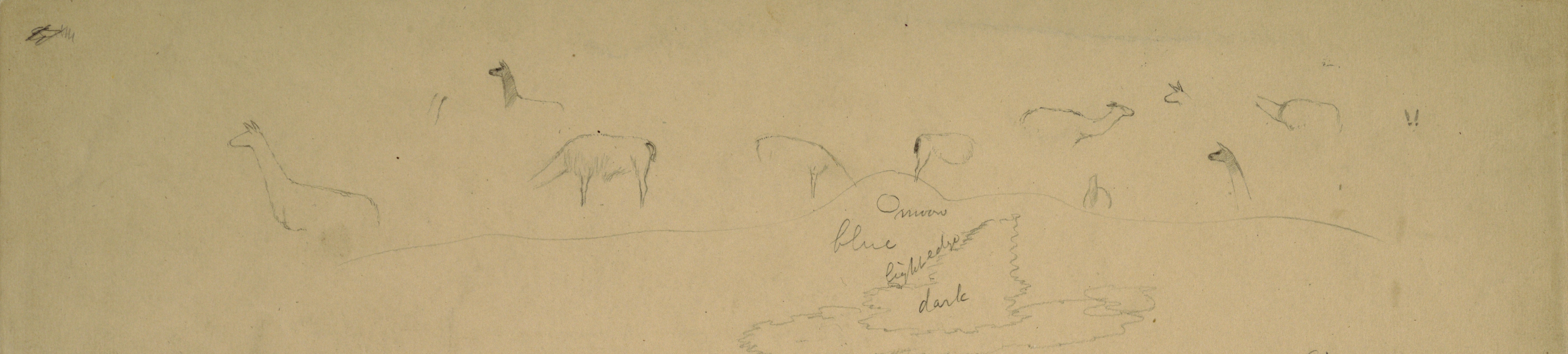 Graphite drawing showing figure sketches of grazing llamas and a landscape sketch of the moon over the dormant volcano El Altar in Ecuador, with hills in the foreground, an extending mountain ridge, a snowy peak in the distance, and moonlit clouds in the sky. Drawn in September 1853.