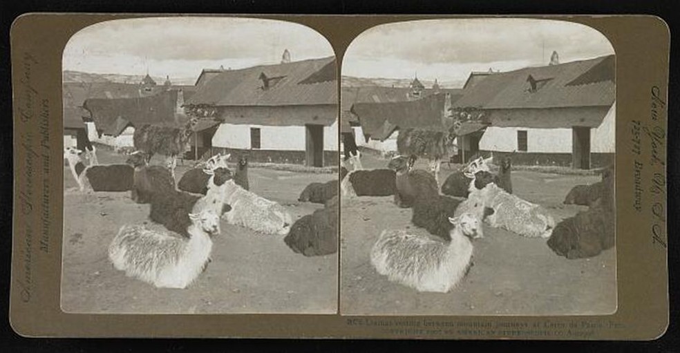 Photograph in stereograph format showing llamas resting between mountain journeys at Cerro de Pasco, Peru, 1907.