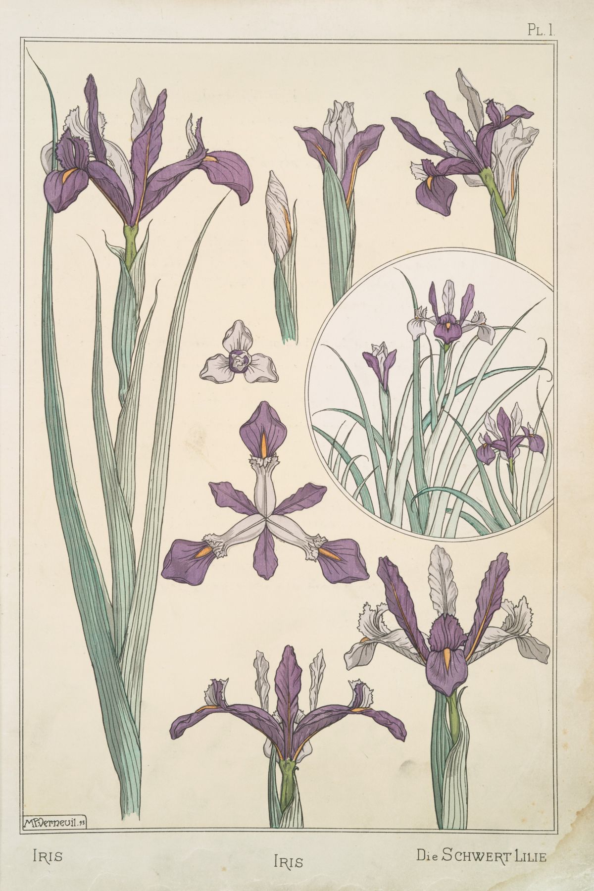 French Art Nouveau image to download of purple iris blooms and leaves in a vintage style. Illustration compiled by Eugène Grasset, 1896.