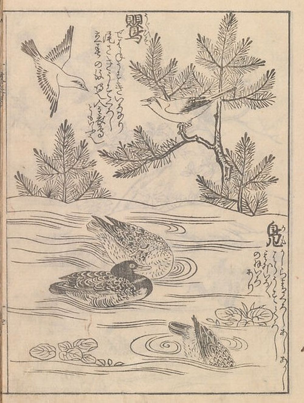 Pages 28 and 29 from volume B of a Japanese woodblock printed book featuring avian subjects, rendered in ink on paper, from a 1794 second edition drawing manual originally published in 1761