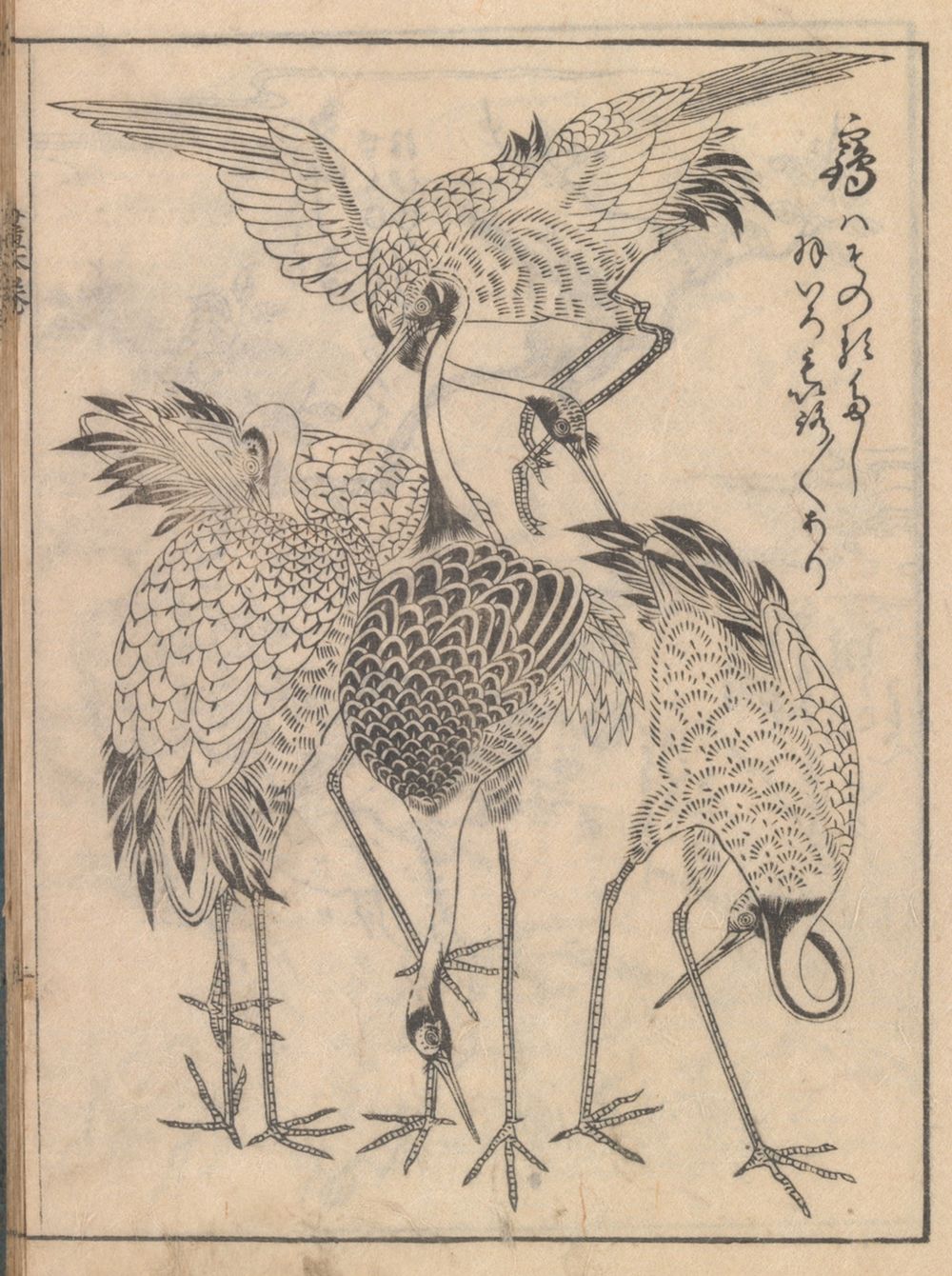 Pages 4 and 5 from volume B of a Japanese woodblock printed book featuring avian subjects, rendered in ink on paper, from a drawing manual originally published in 1761 and reissued in 1794 during the Edo period.