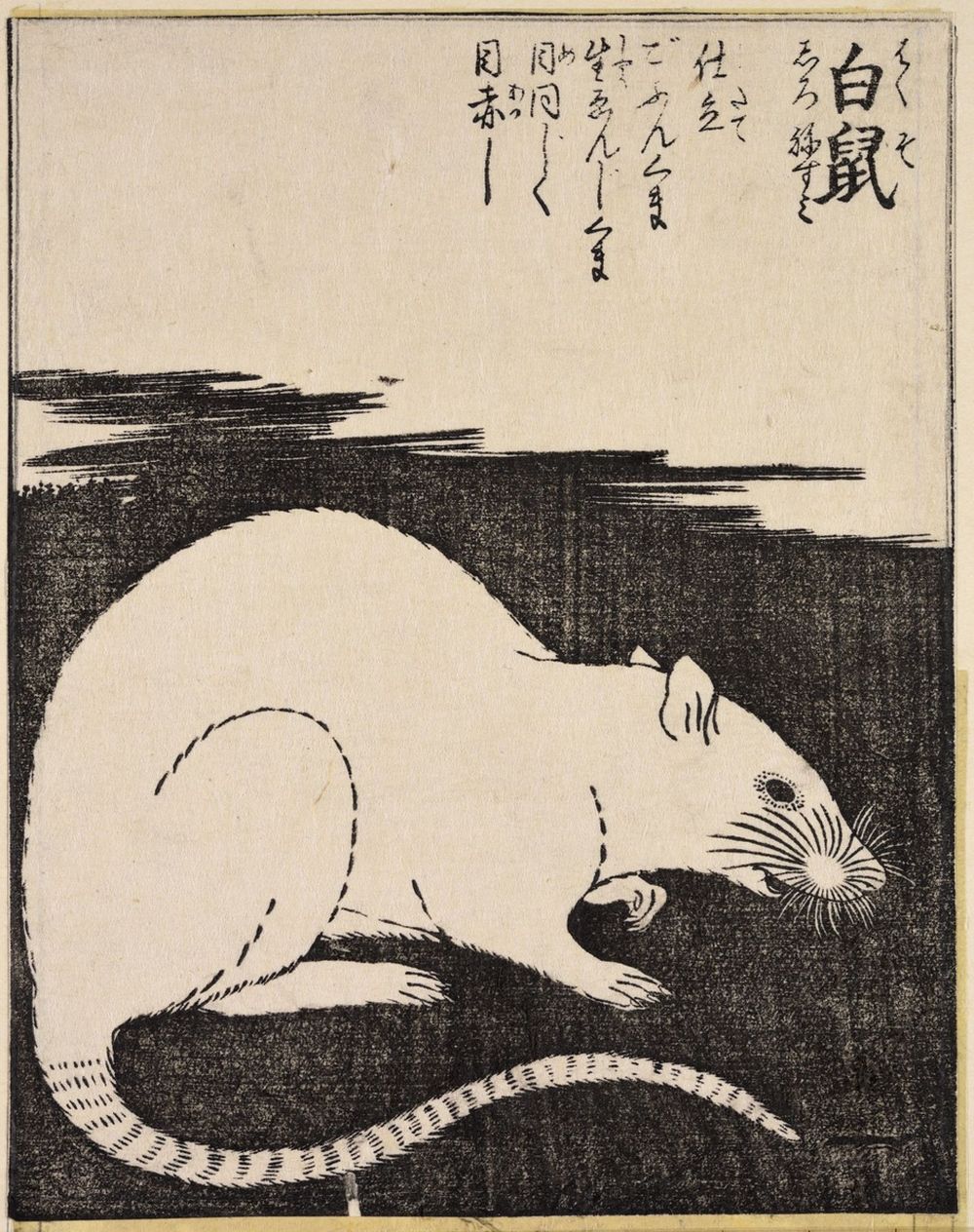 A Japanese woodcut print depicting a white rat, created approximately 1720 by printmaker Tachibana Morikuni of the Kano school, measuring 7 3/16 x 5 1/2 inches.
