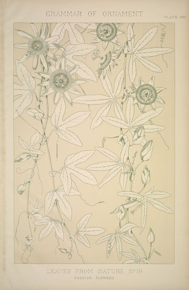Lithograph of passion flowers and leaves from nature, presented as decorative ornament design, published in London in 1856