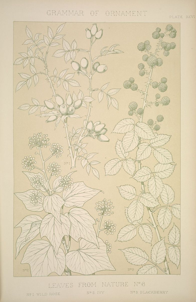 Lithograph print depicting wild rose, ivy, and blackberry leaves and flowers from nature, presented as full-size decorative ornament designs, published in London, 1856.